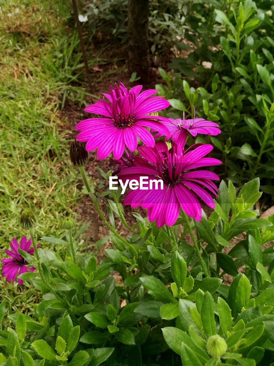 CLOSE-UP OF FRESH PURPLE FLOWER BLOOMING IN GARDEN