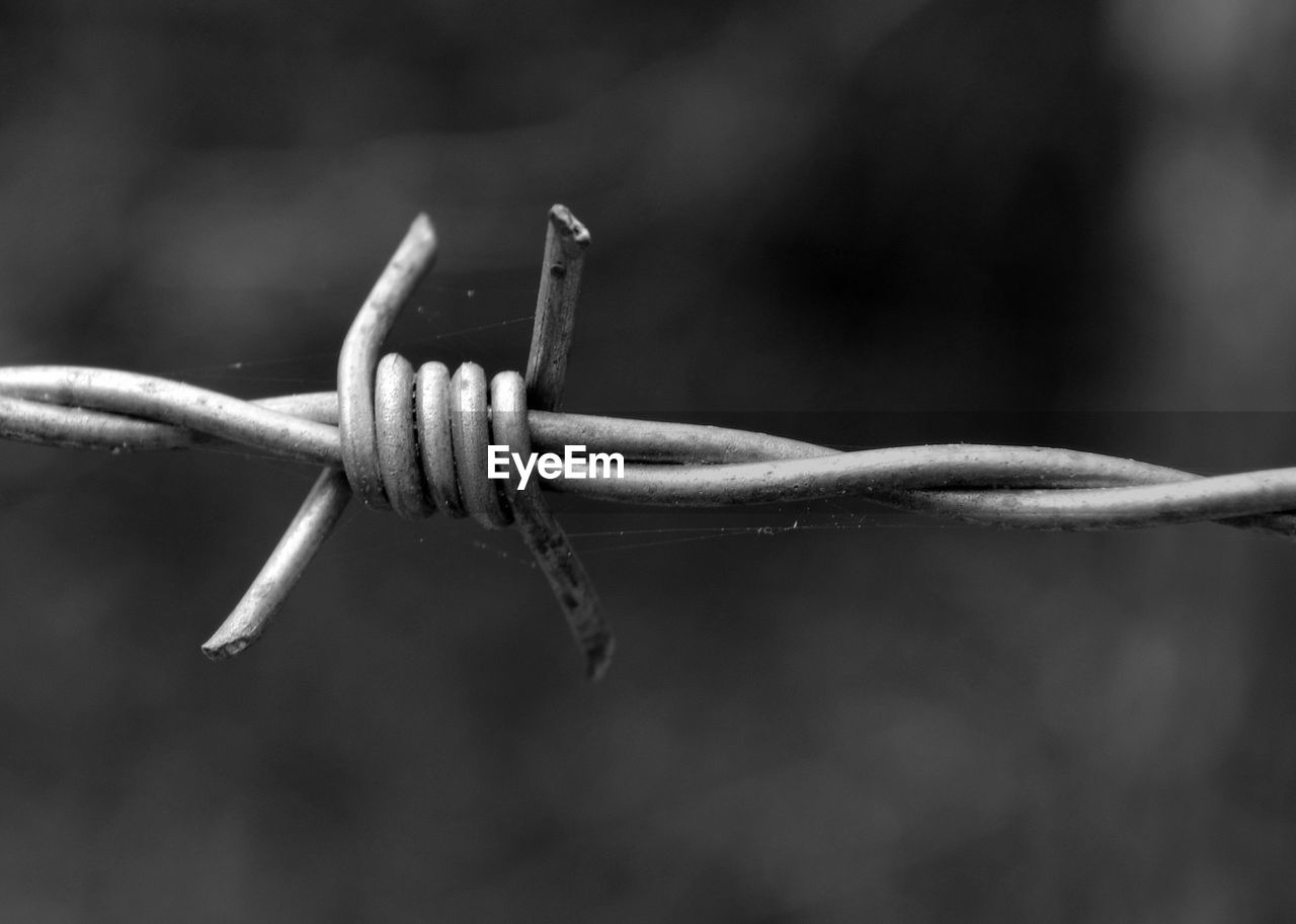 CLOSE-UP OF BARBED WIRE ON LEAF