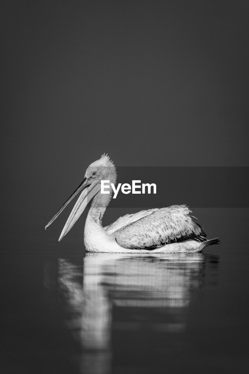 close-up of pelican perching against clear sky