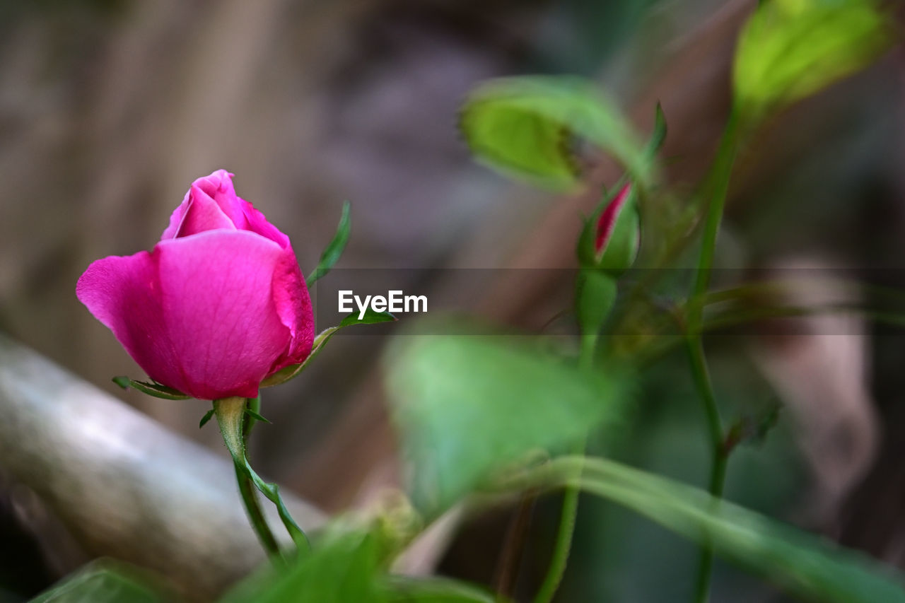plant, flower, flowering plant, beauty in nature, freshness, pink, close-up, nature, plant part, petal, leaf, rose, fragility, inflorescence, flower head, macro photography, growth, no people, selective focus, outdoors, plant stem, bud, springtime, green, botany, magenta, blossom, multi colored