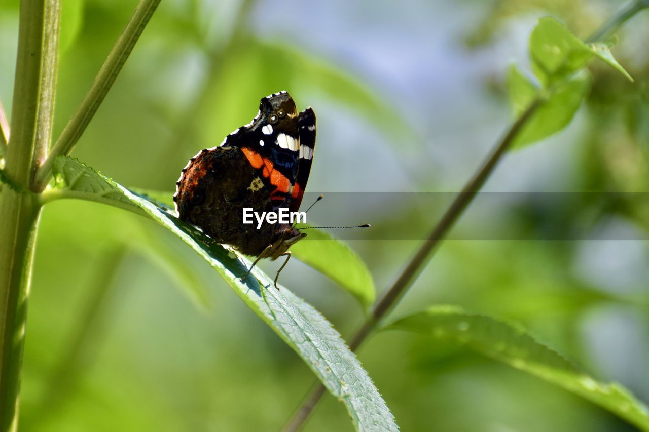 CLOSE-UP OF BUTTERFLY