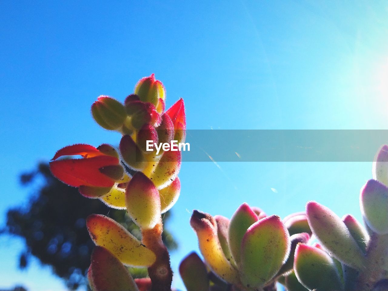 plant, flower, nature, sky, blue, macro photography, beauty in nature, succulent plant, petal, cactus, no people, growth, close-up, sunlight, freshness, day, clear sky, outdoors, red, sunny, flowering plant, prickly pear cactus, low angle view, multi colored, leaf, focus on foreground