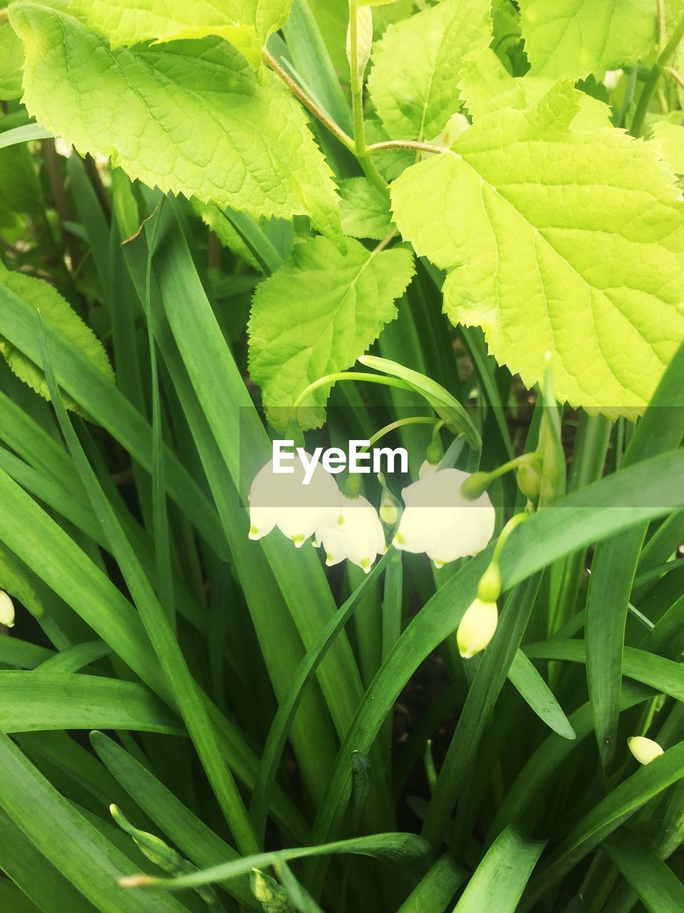 CLOSE-UP OF WHITE FLOWERS BLOOMING OUTDOORS