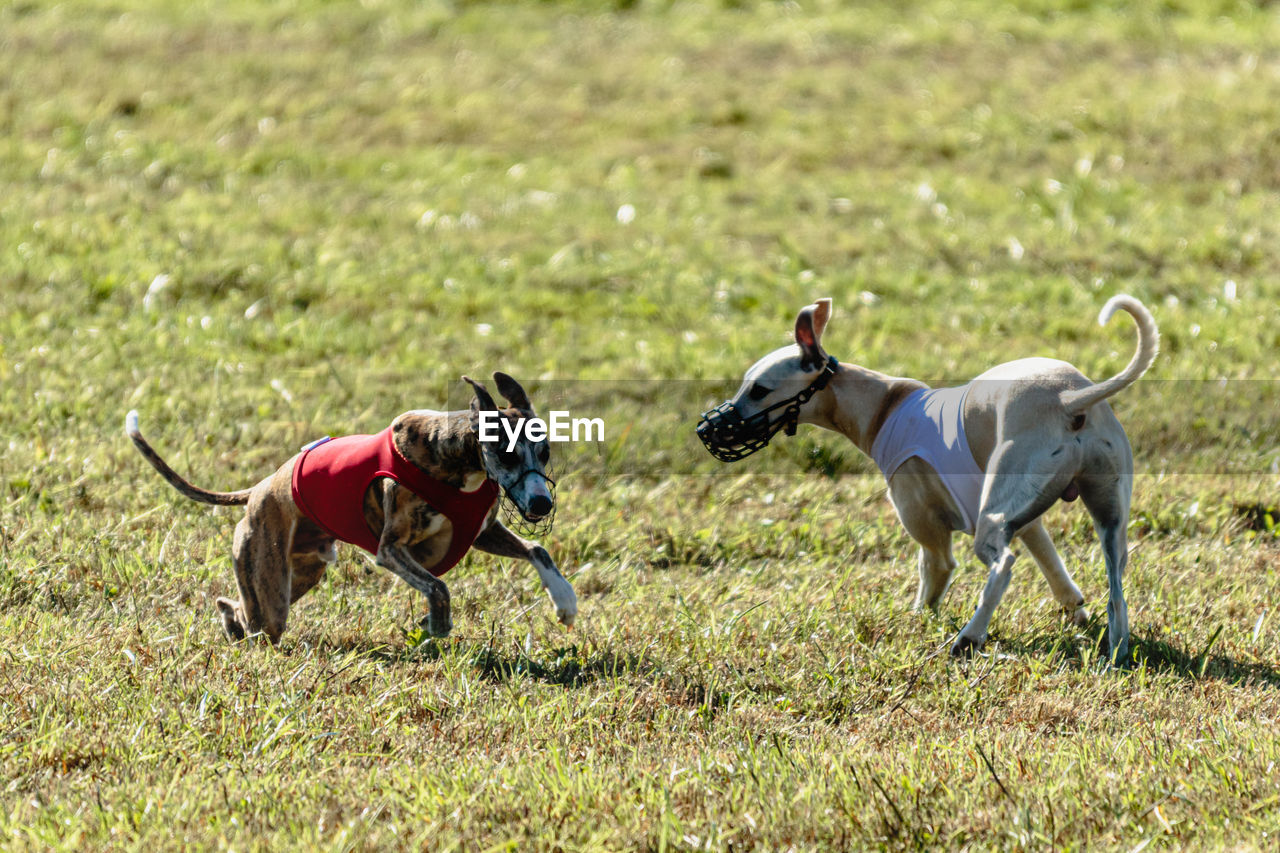 Two whippet dogs running in a red and white jackets on coursing field