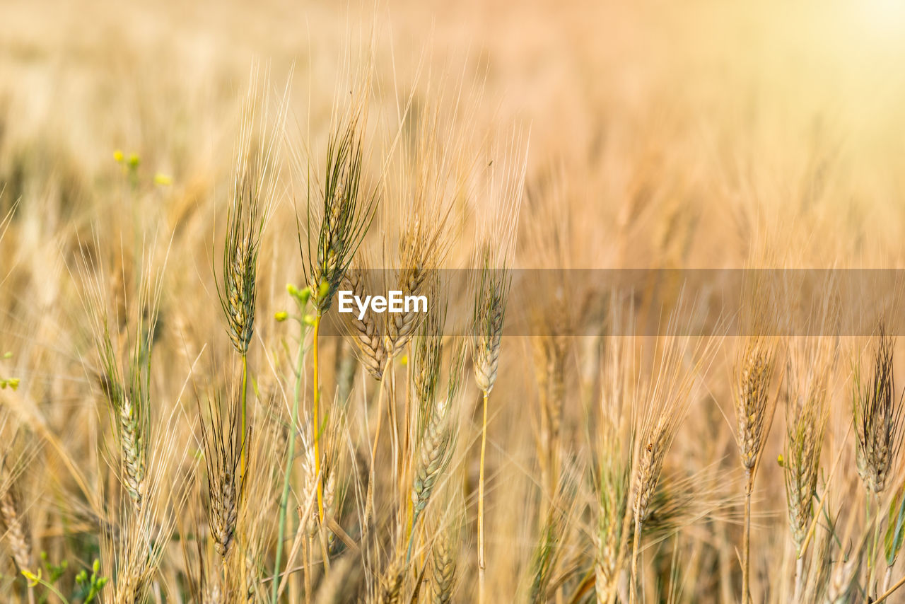 Ripe ears of wheat field at harvest time on a sunny warm day in summer. selective focus.