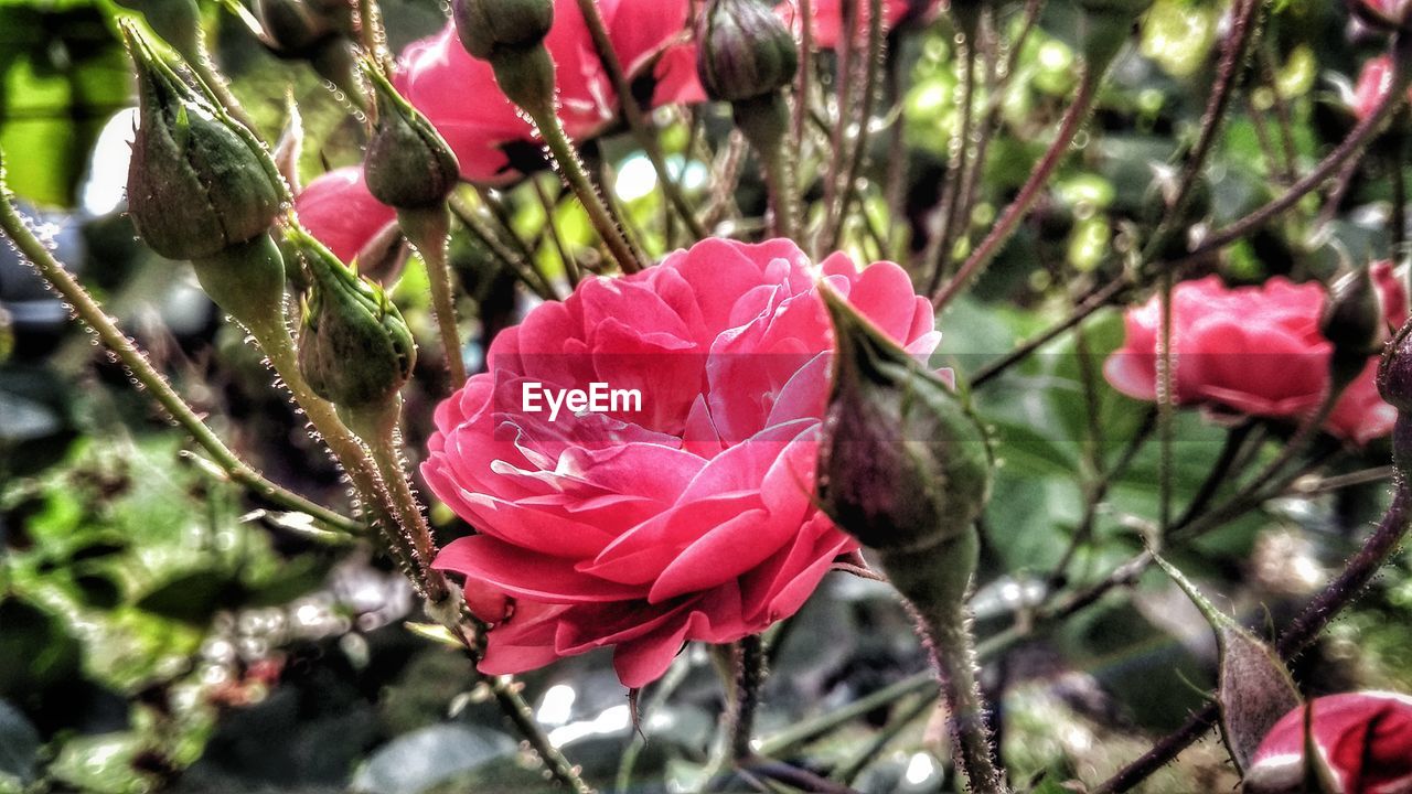 CLOSE-UP OF PINK FLOWERS BLOOMING