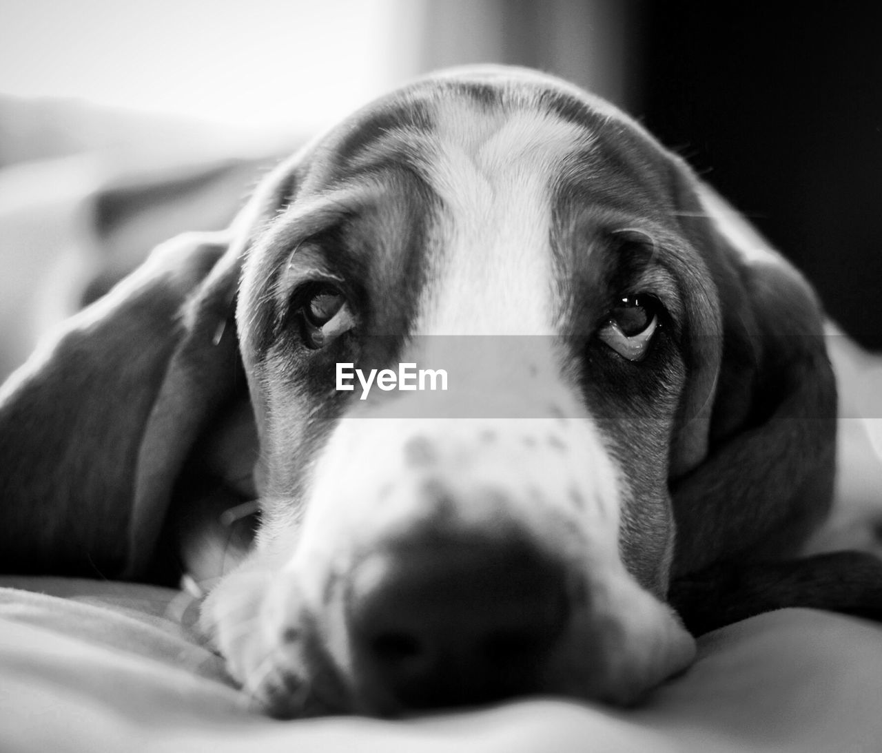 CLOSE-UP PORTRAIT OF DOG RELAXING ON BLANKET