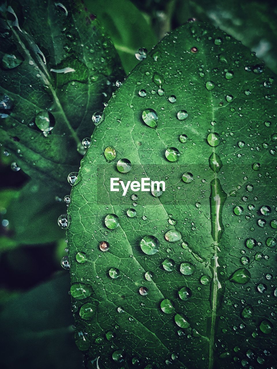 CLOSE-UP OF WATER DROPS ON GREEN LEAVES