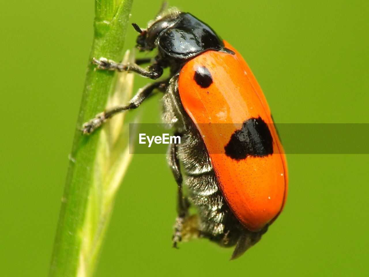 CLOSE-UP OF LADYBUG ON ORANGE LEAF