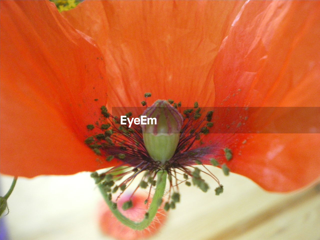 plant, flower, flowering plant, freshness, close-up, beauty in nature, petal, fragility, flower head, growth, inflorescence, pollen, macro photography, nature, no people, poppy, red, stamen, botany, orange color, blossom, outdoors, yellow, day, extreme close-up, macro, selective focus, focus on foreground