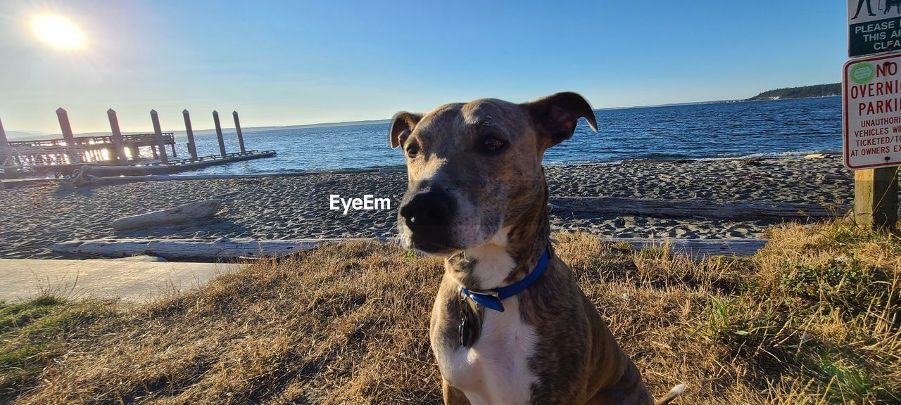 Portrait of a dog on beach