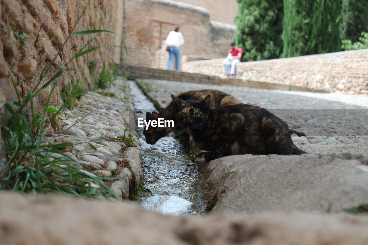 Cats drinking water from gutter