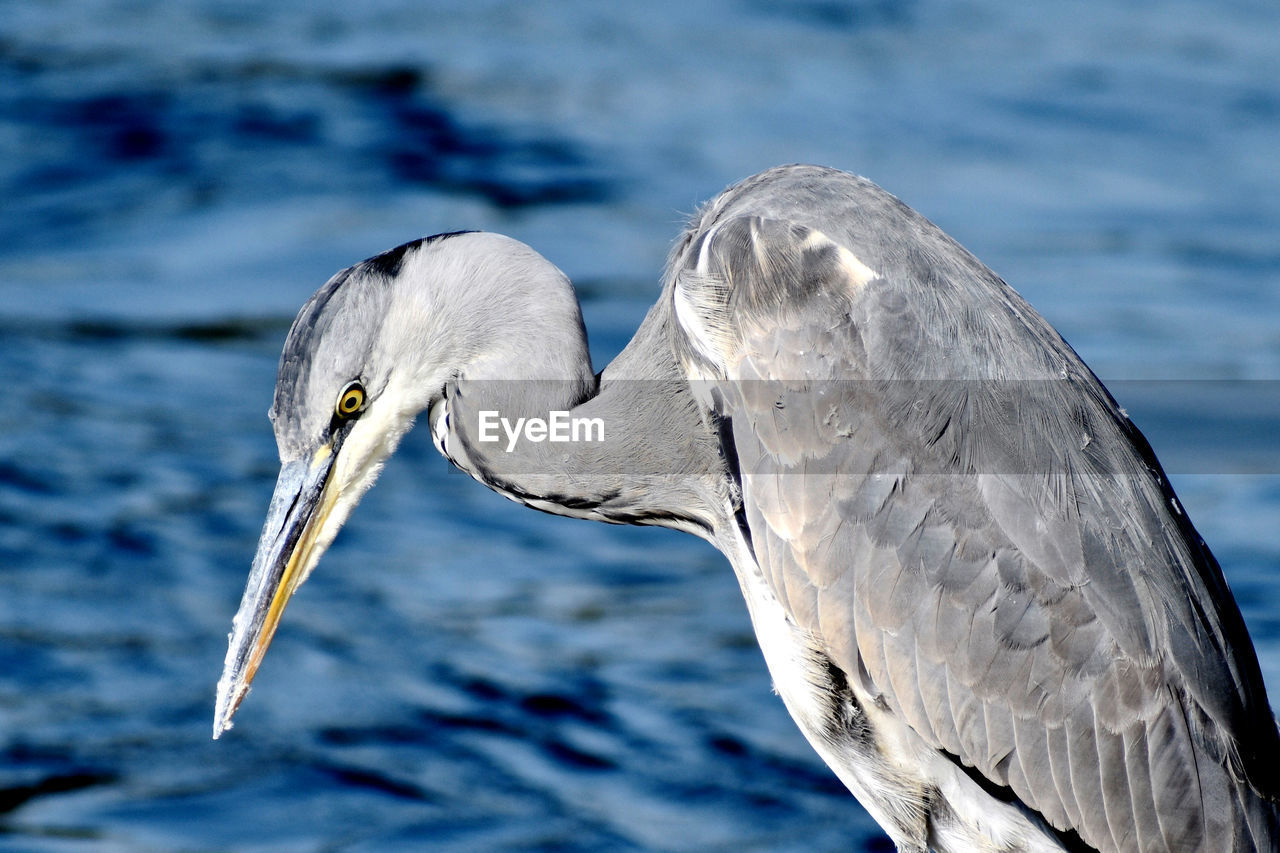 Close-up of bird against lake