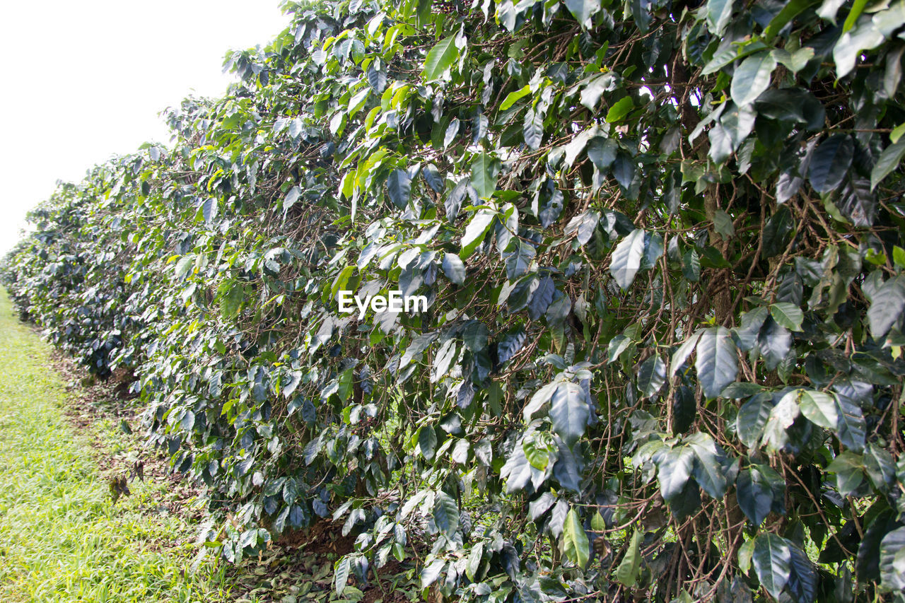 CLOSE-UP OF PLANTS ON LAND