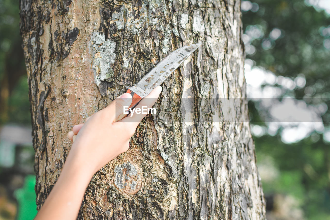 Cropped hand holding knife by tree trunk