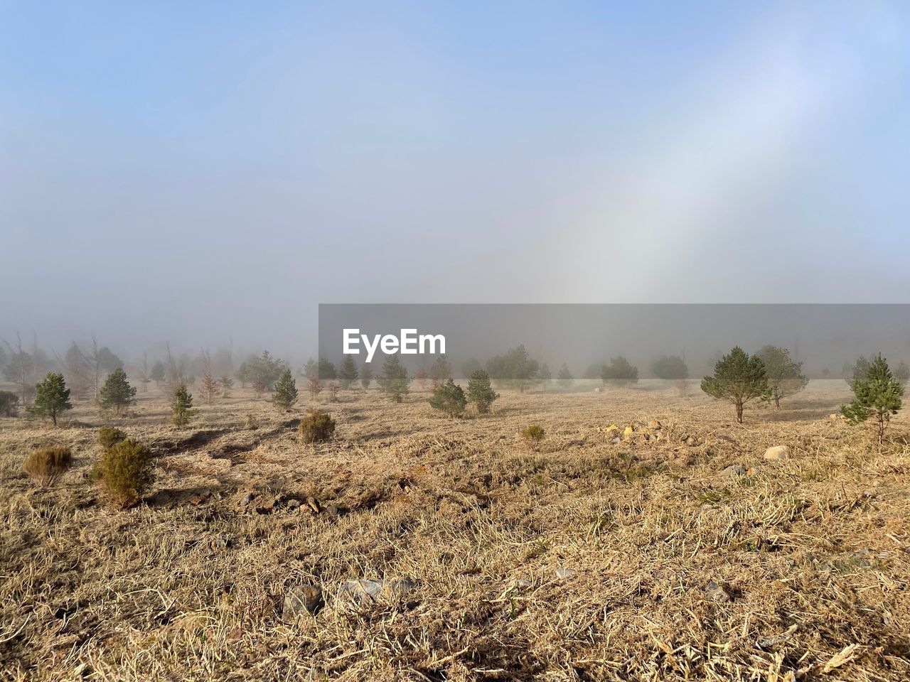 landscape, environment, sky, field, plant, land, nature, tree, soil, scenics - nature, beauty in nature, rural area, tranquility, natural environment, fog, no people, rural scene, agriculture, prairie, hill, tranquil scene, non-urban scene, day, grass, wilderness, sunlight, outdoors, morning, forest, cloud, blue, plain, growth, horizon, copy space, steppe, crop