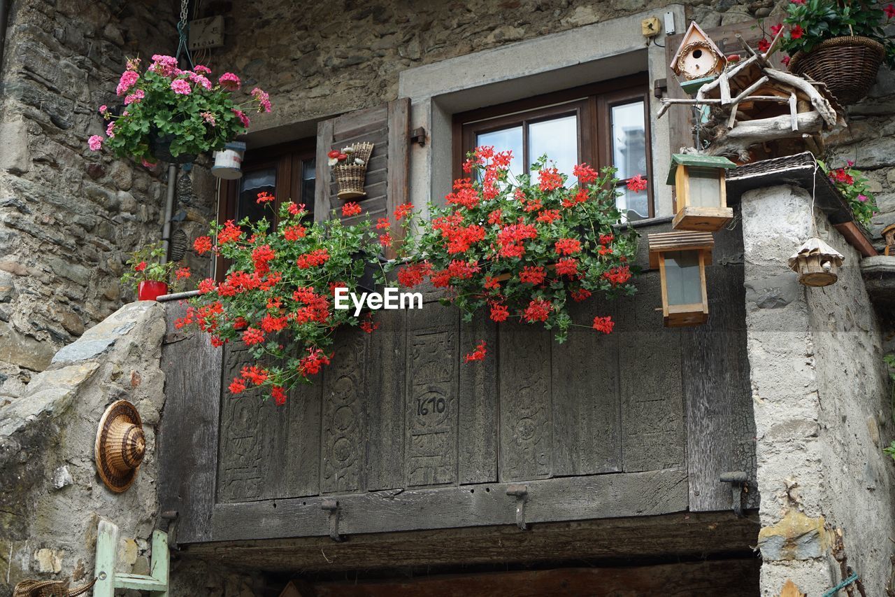 FLOWERS GROWING ON BUILDING