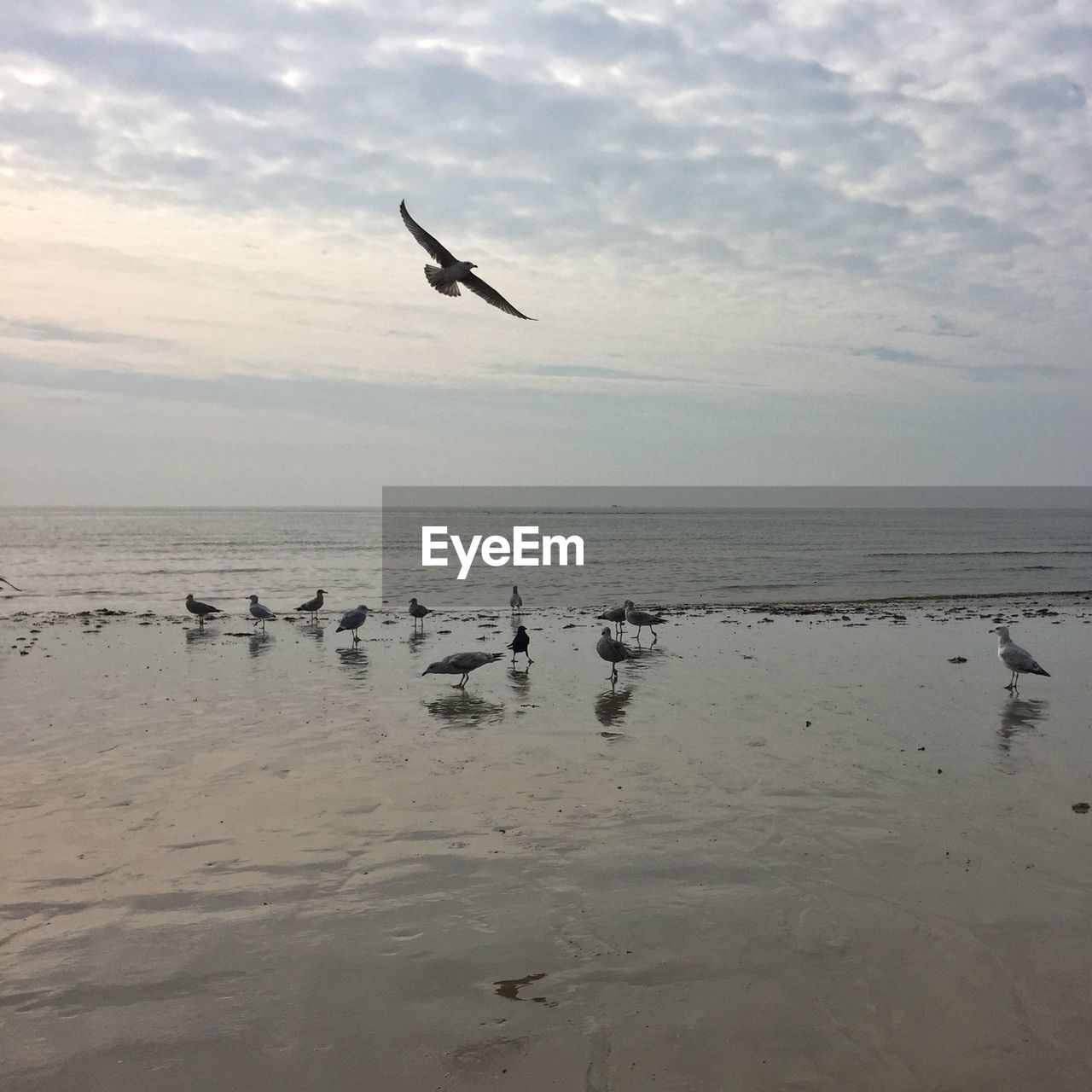 Seagulls on beach against cloudy sky