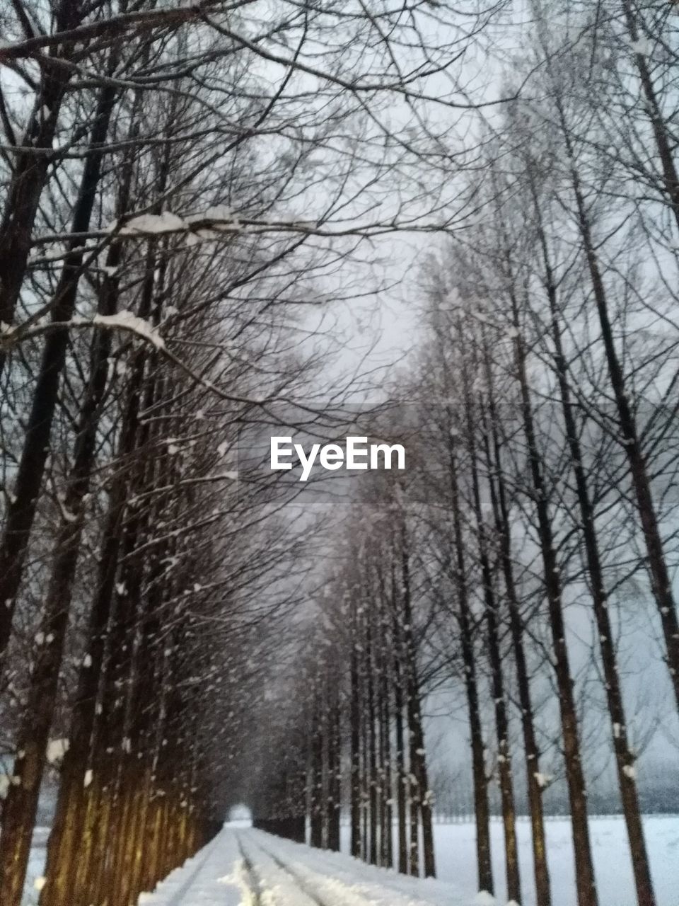 SNOW COVERED BARE TREES AGAINST SKY DURING WINTER