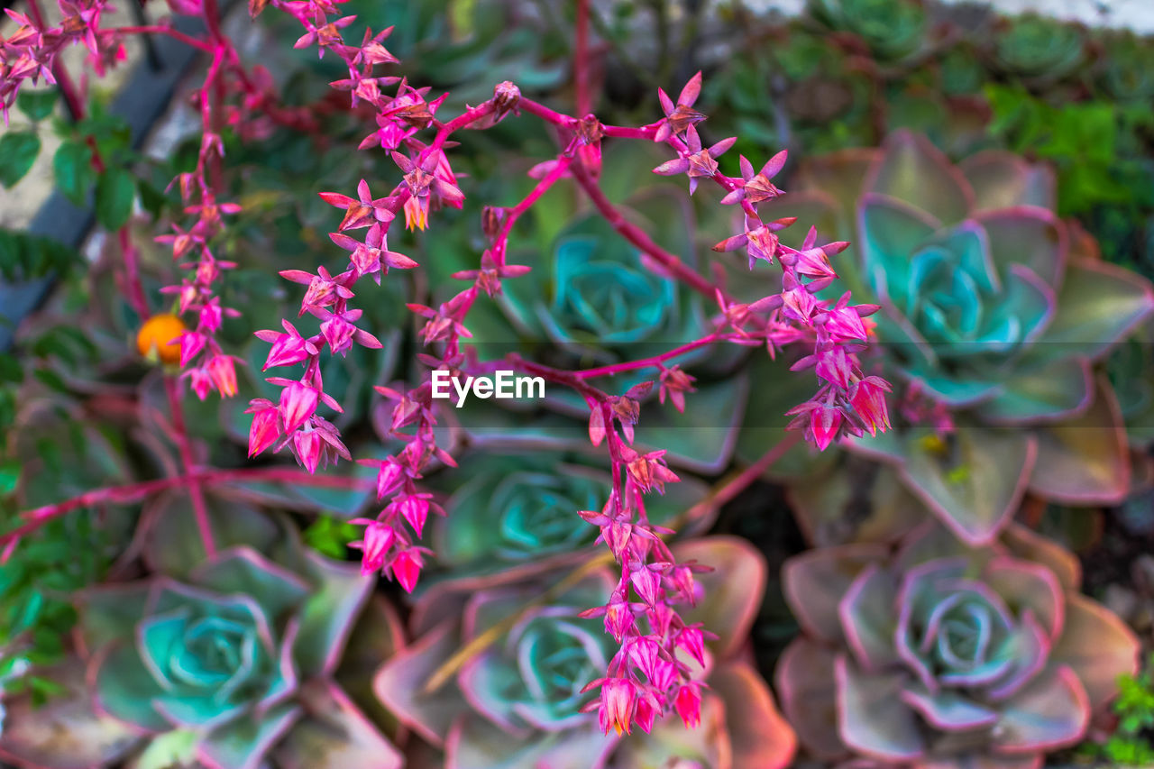 Close-up of multi colored plant