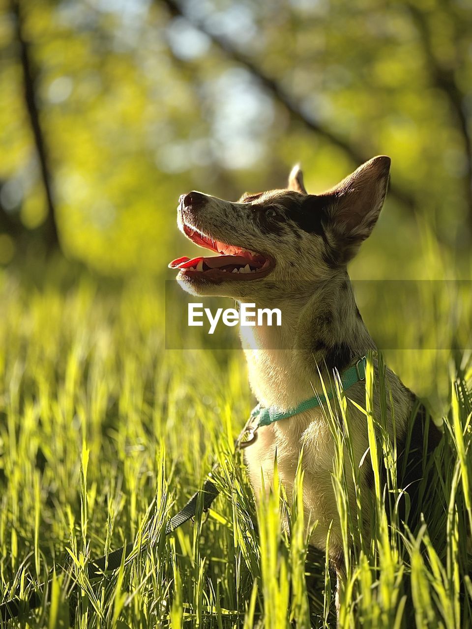 Dog running on field