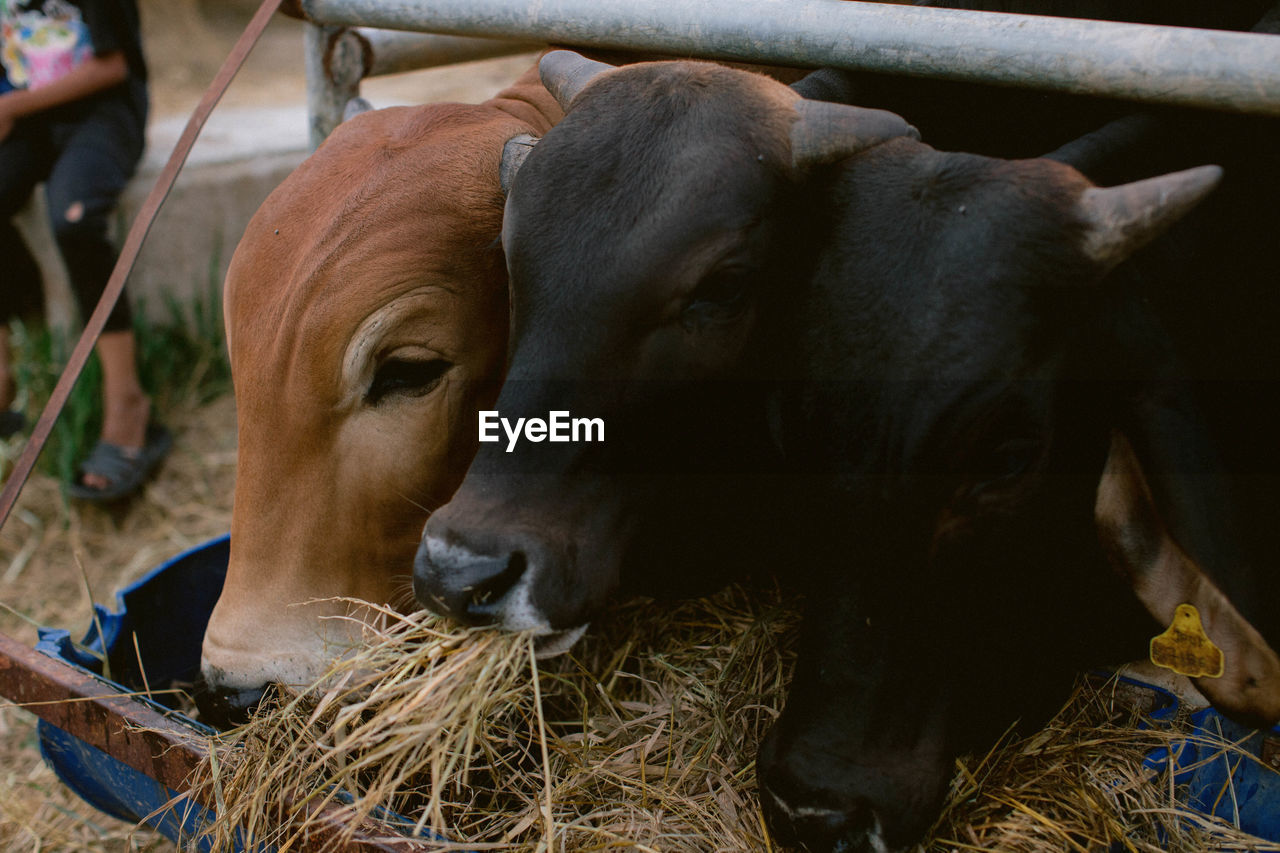 CLOSE-UP OF A COWS