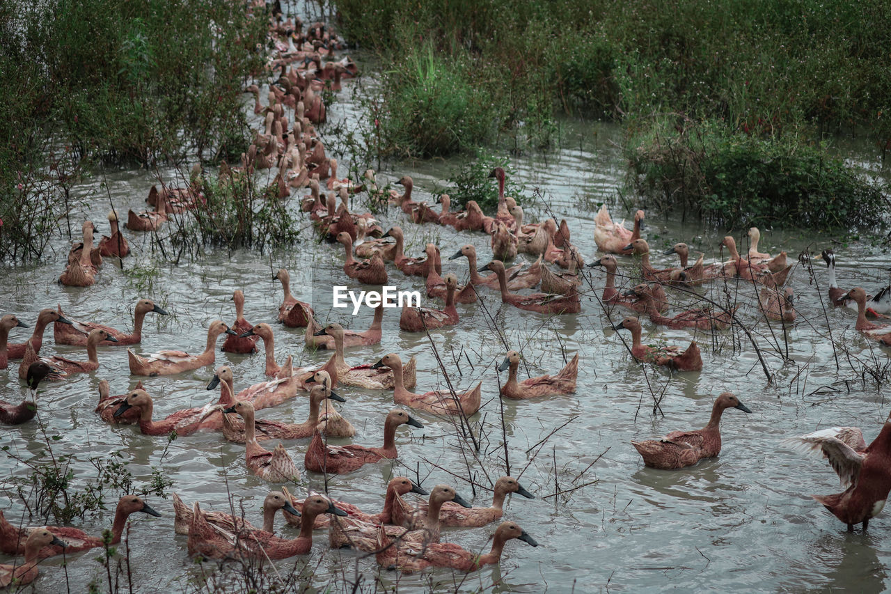 HIGH ANGLE VIEW OF BIRDS IN LAKE