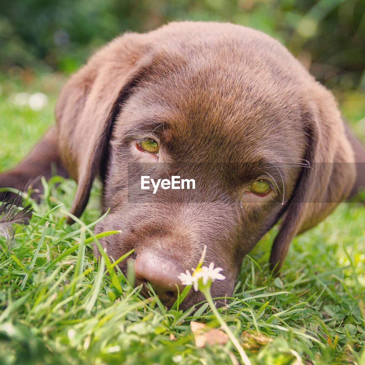 Close-up of dog on grassy field