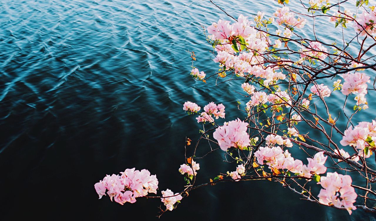 Close-up of pink flowers blooming on lake