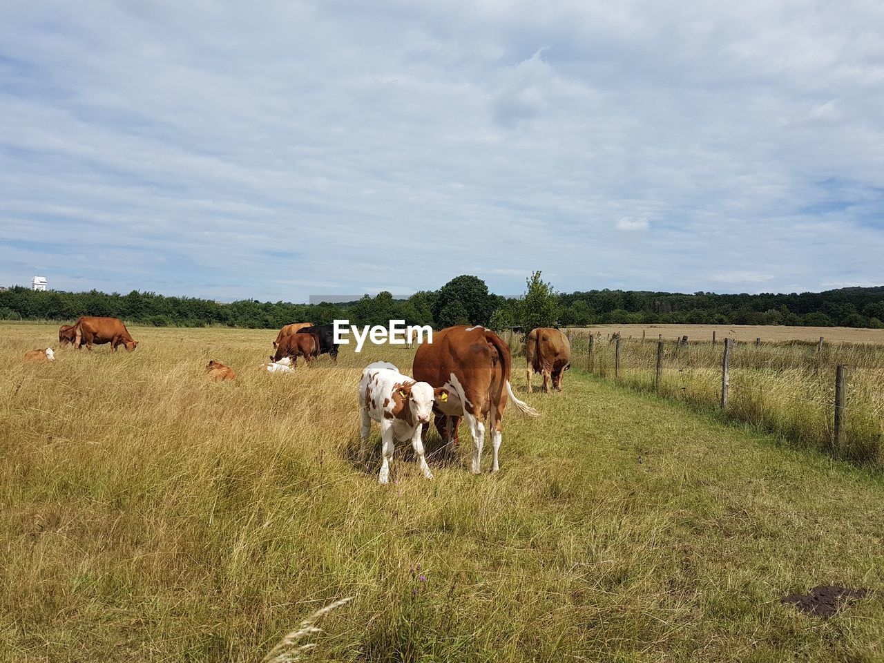 COWS ON FIELD