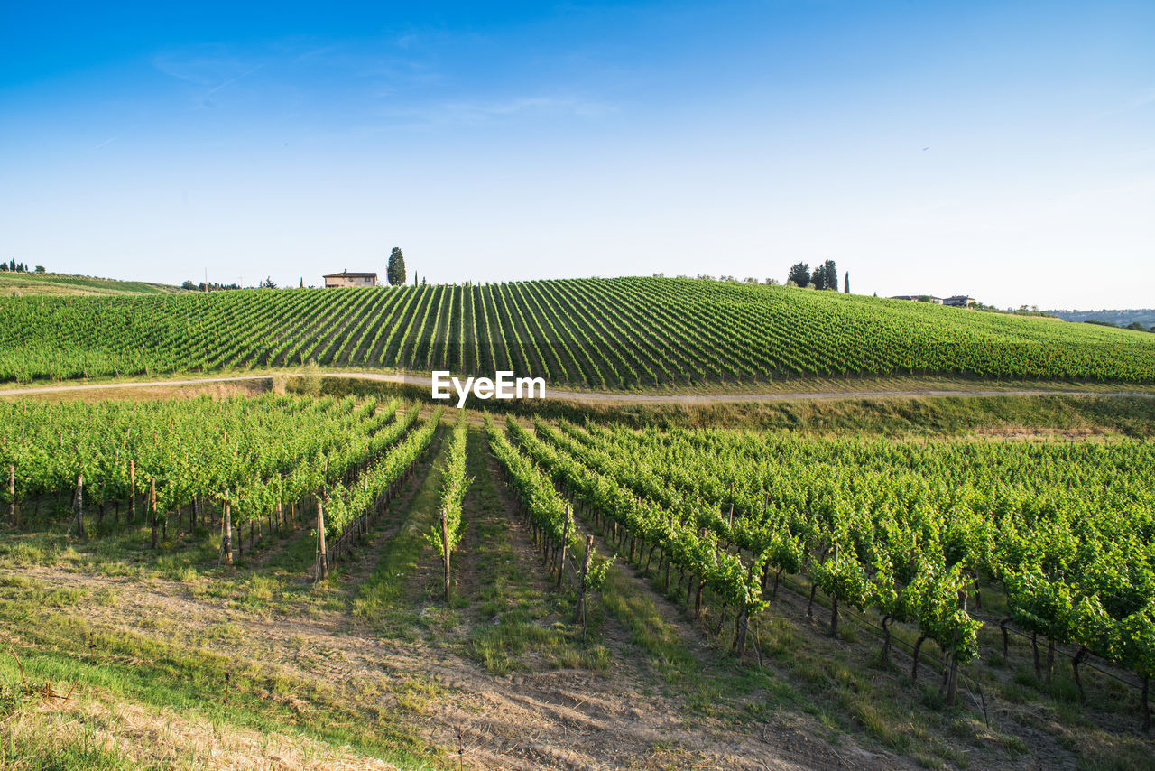 Scenic view of vineyard against sky