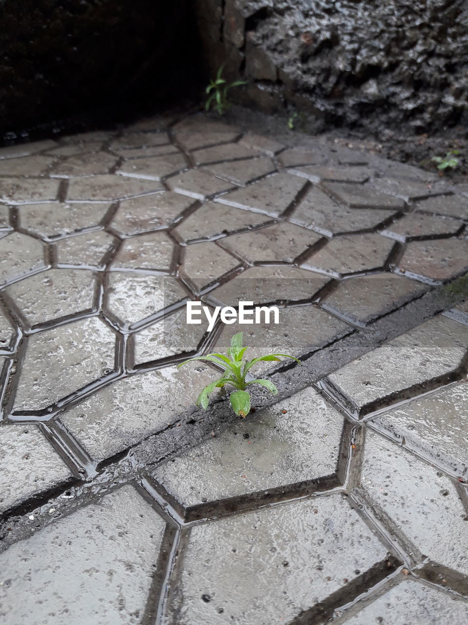 PLANTS GROWING ON FOOTPATH