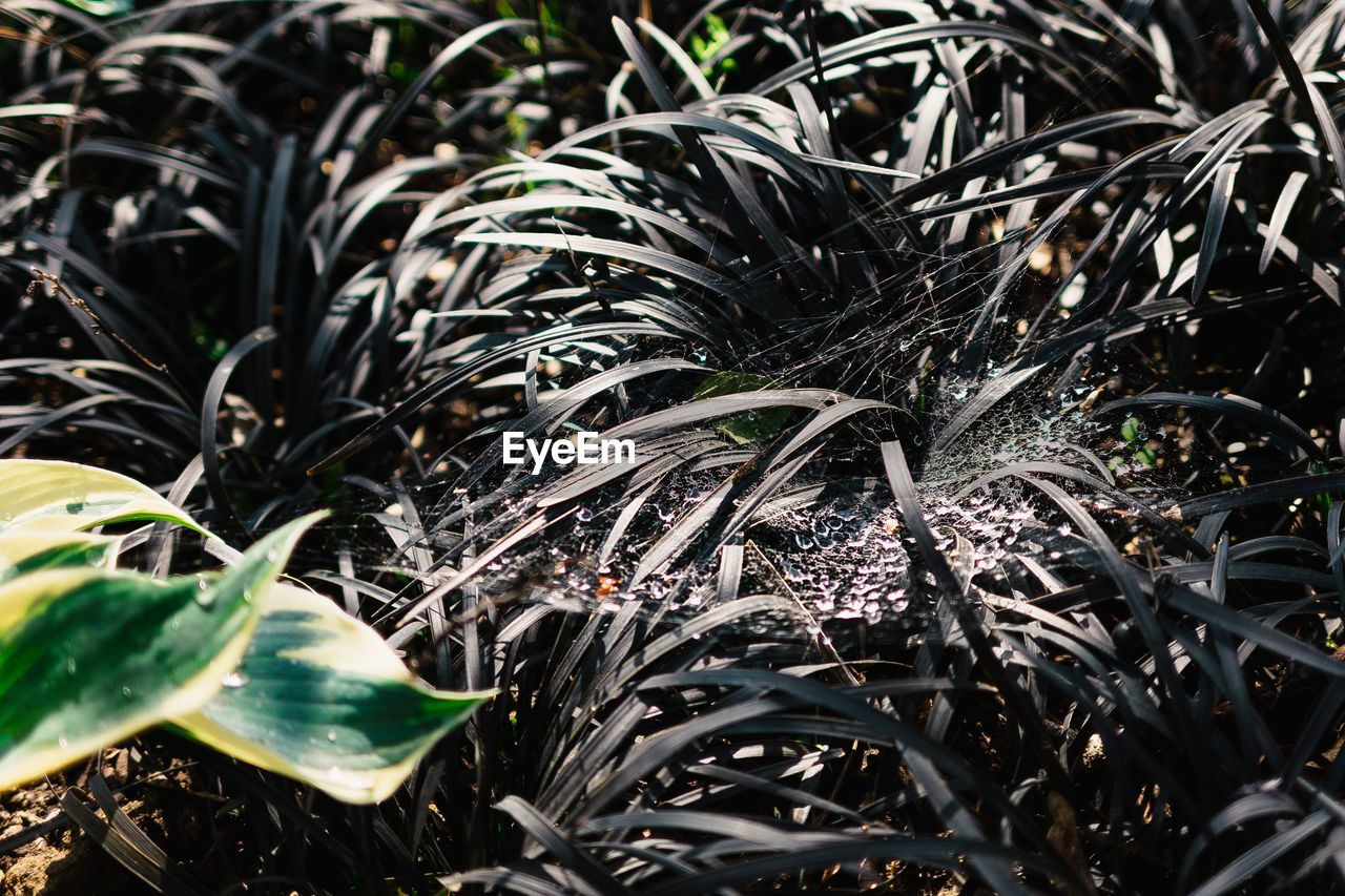 HIGH ANGLE VIEW OF WET PLANTS GROWING ON FIELD