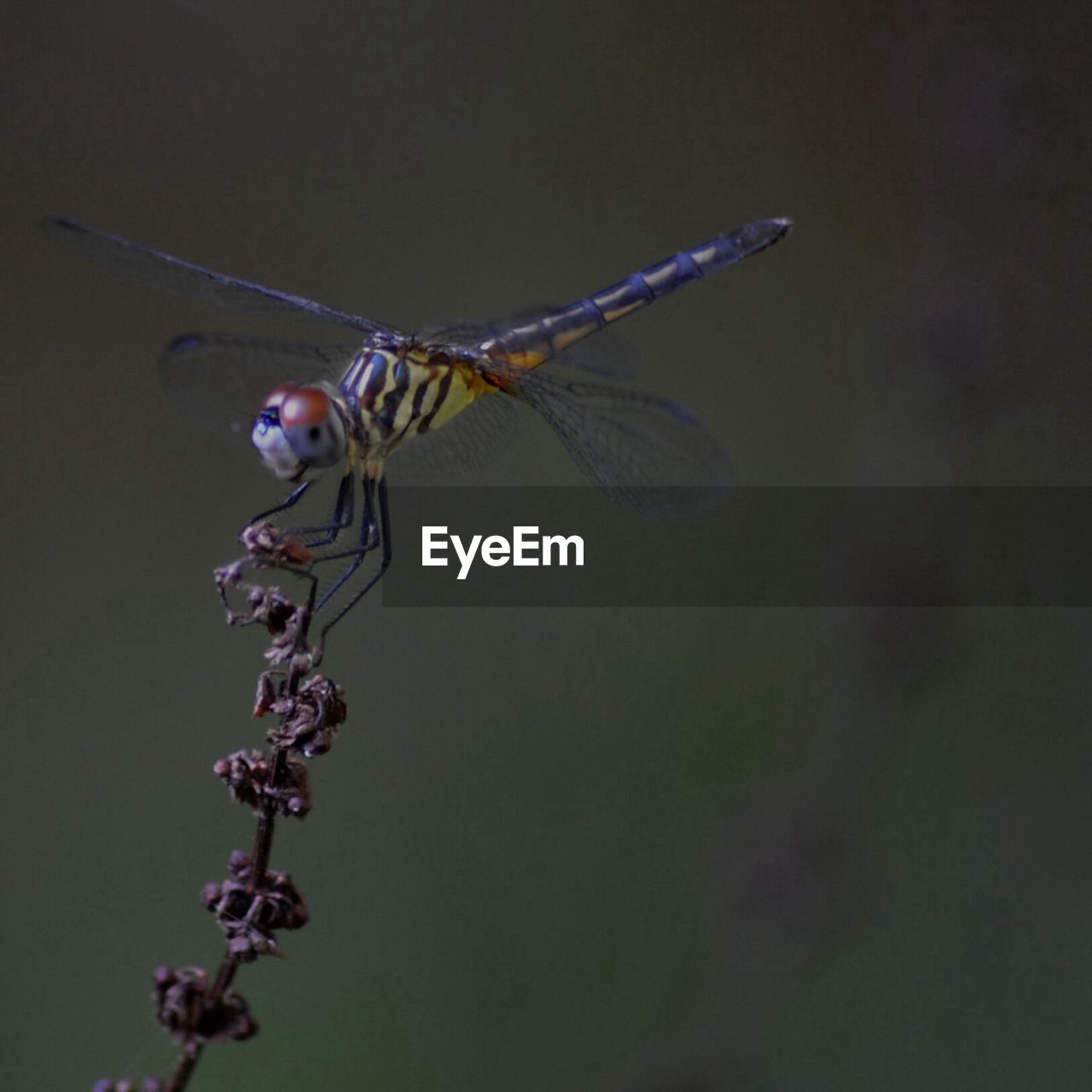 Close-up of insect on dry plant against gray background