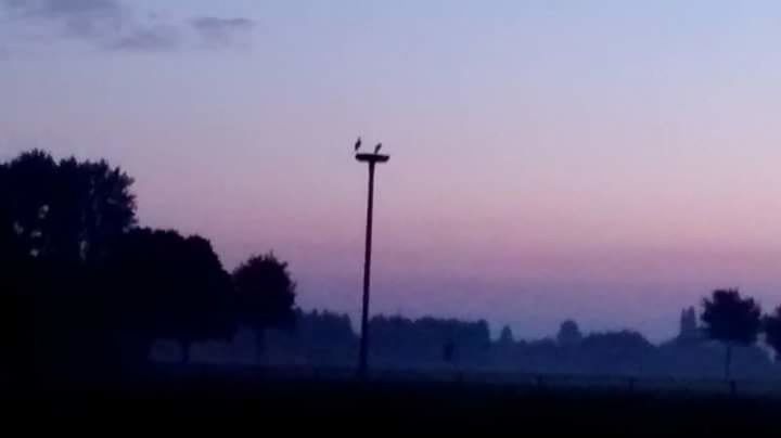 SILHOUETTE OF TREES AT SUNSET