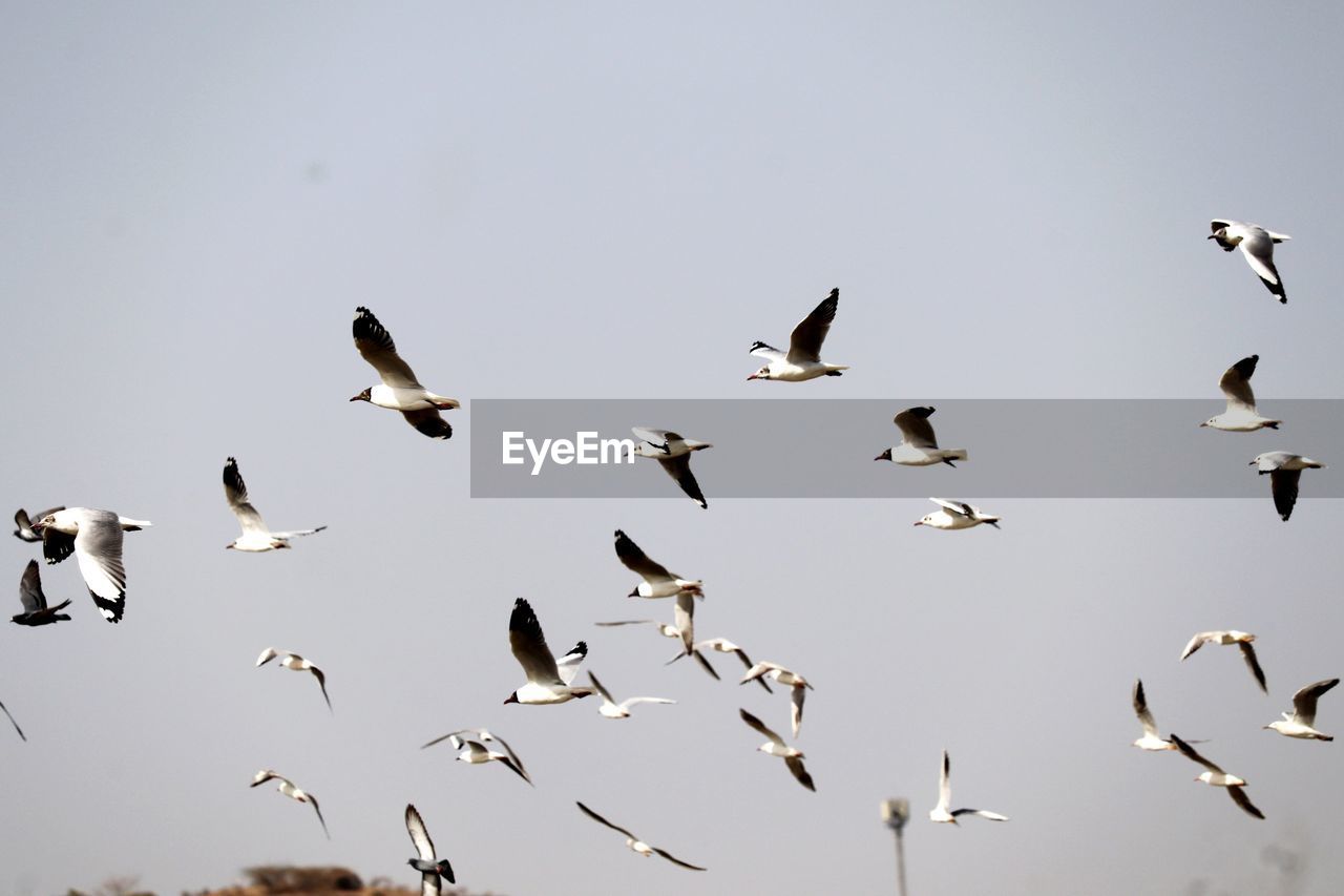 BIRDS FLYING IN THE SKY