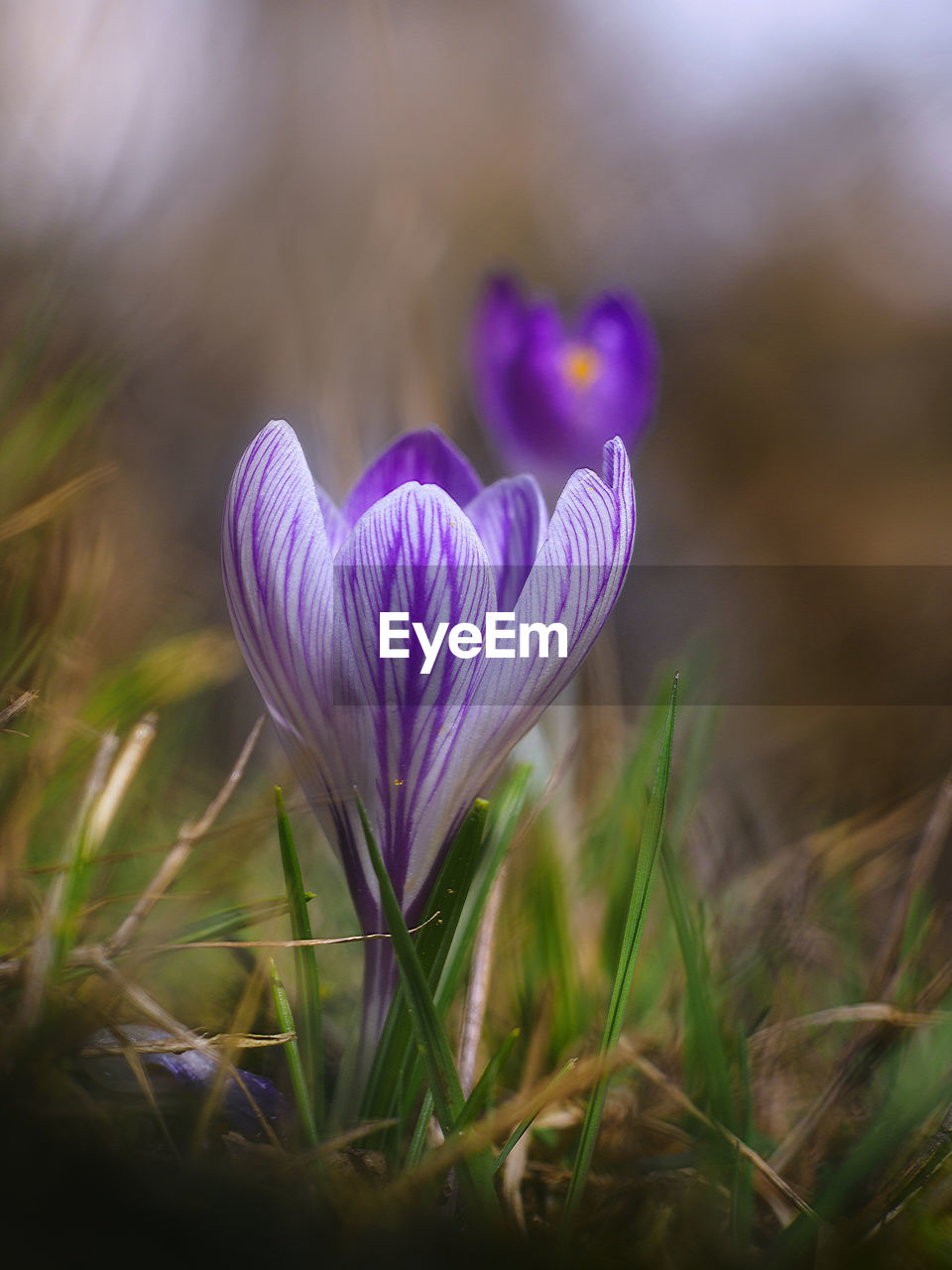 Close-up of purple crocus flowers on field