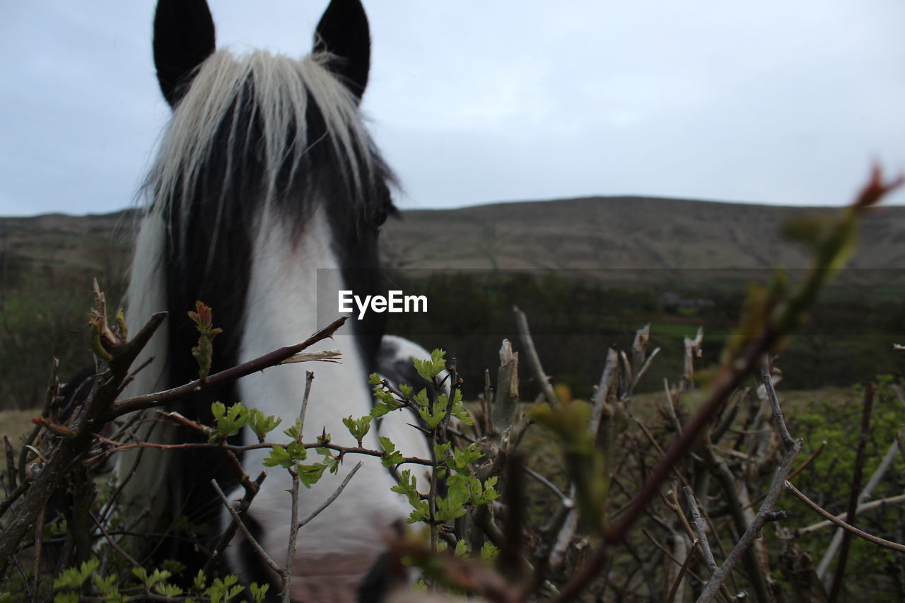 Horse on a field