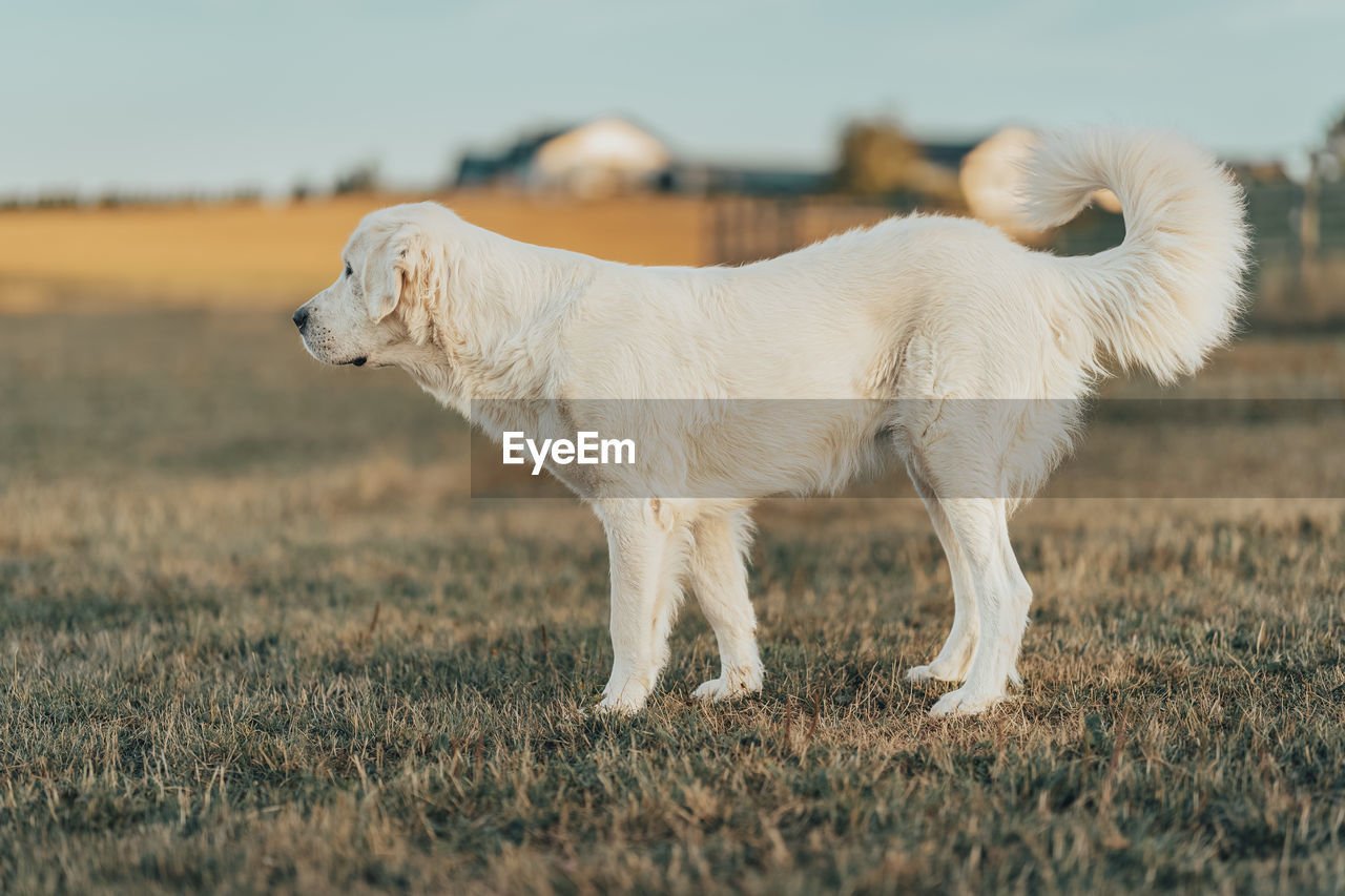 Dog running on field