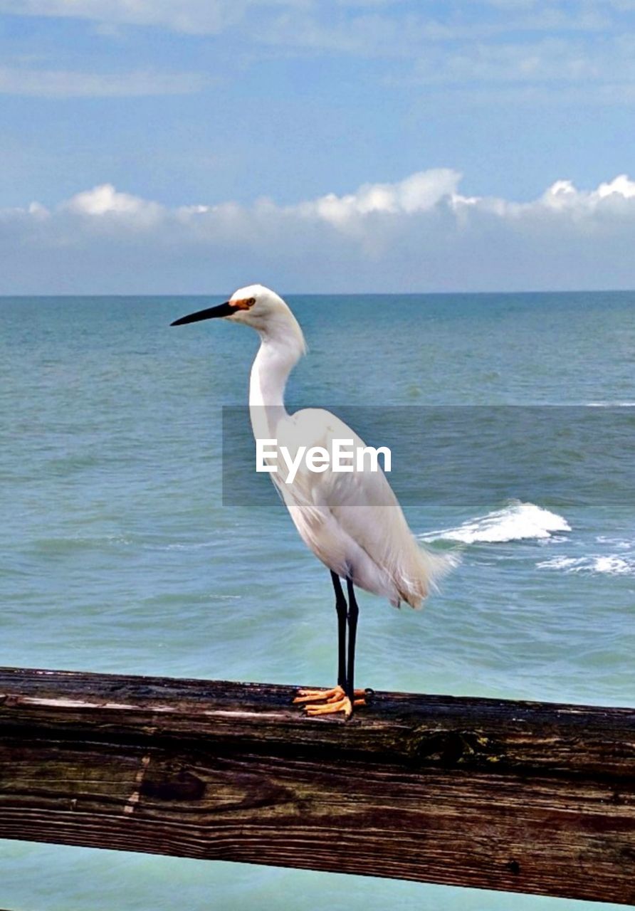 SEAGULL PERCHING ON A BIRD