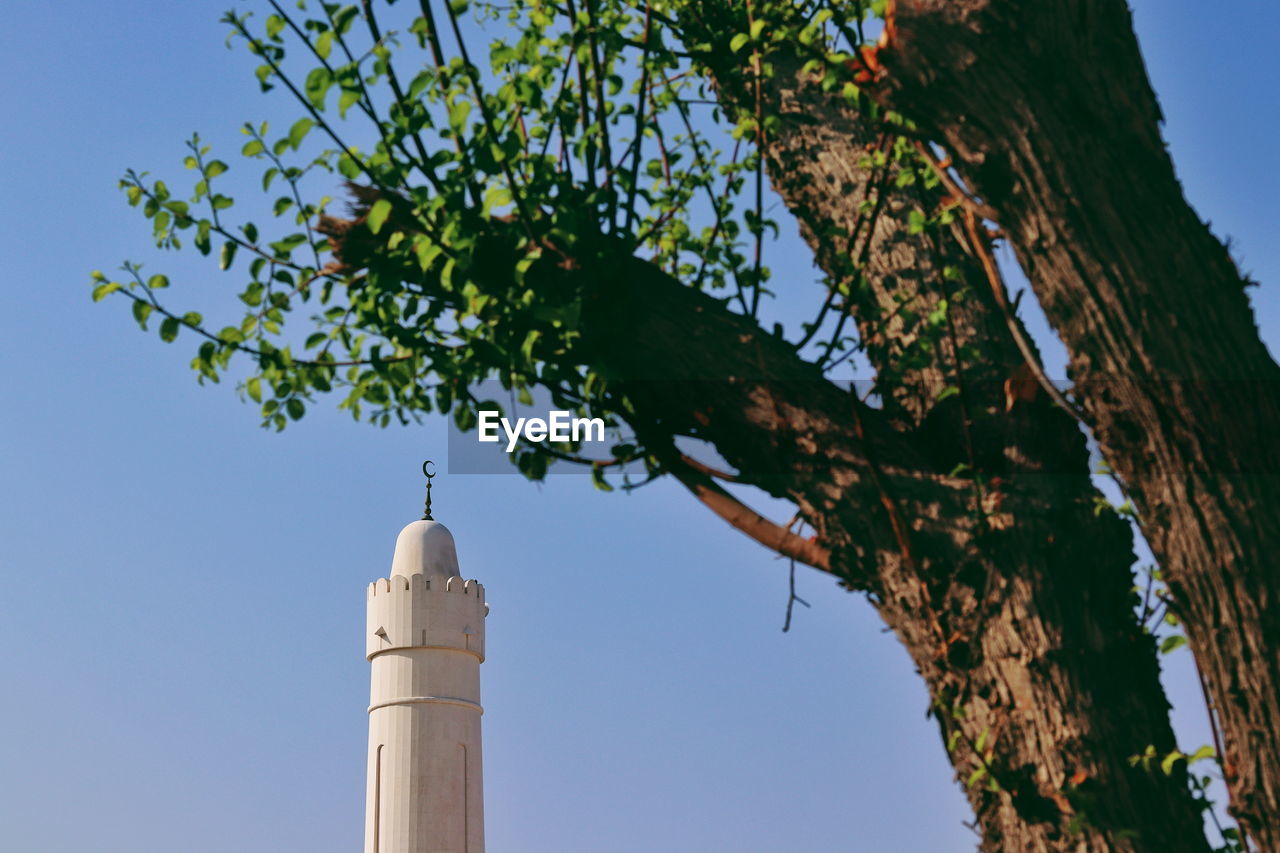 LOW ANGLE VIEW OF CROSS ON TREE AGAINST SKY