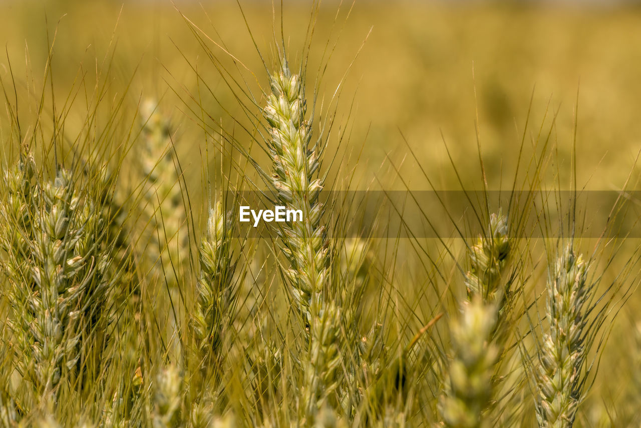 Close-up of wheat growing on field