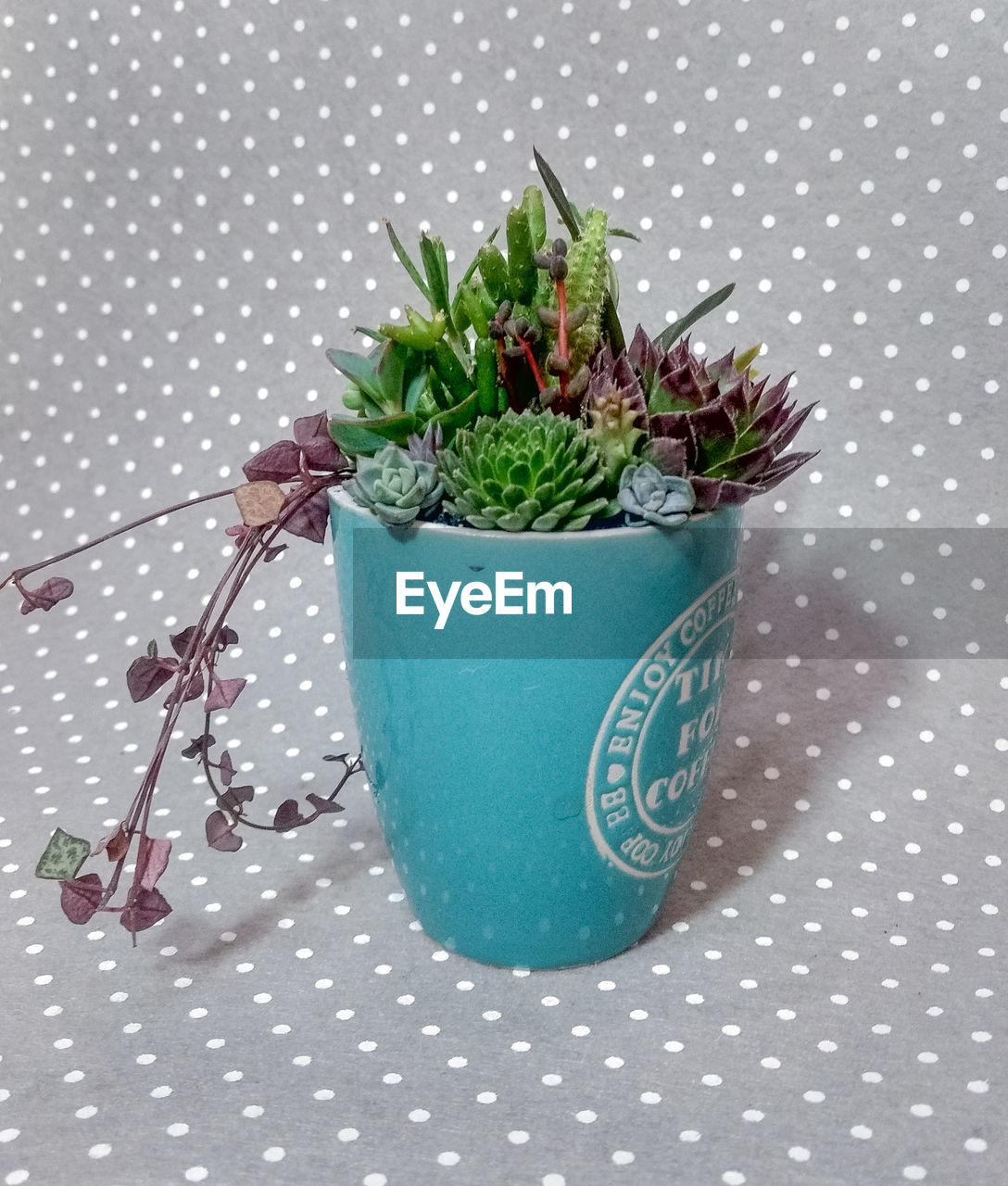 Succulent terrarium in blue ceramic cup 