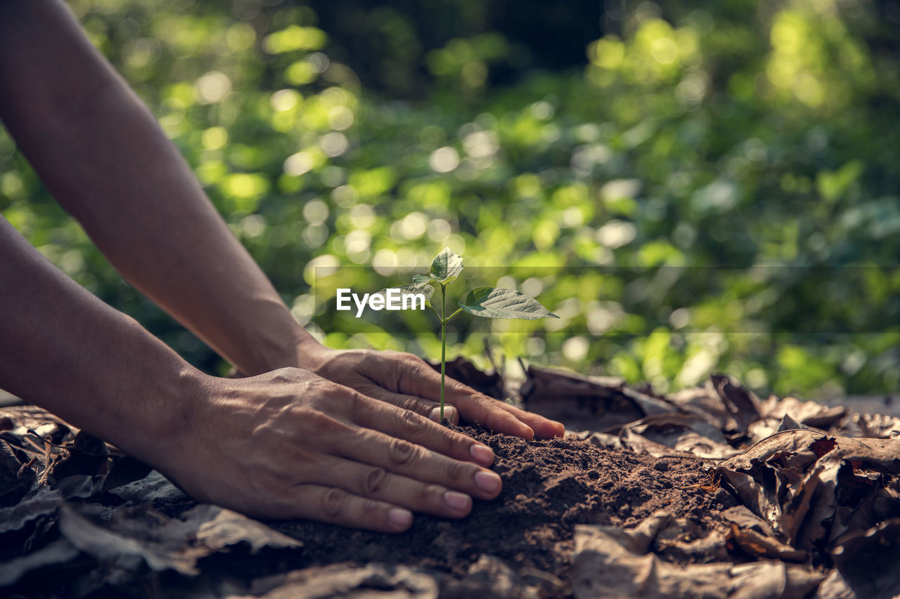 Cropped hand planting in garden