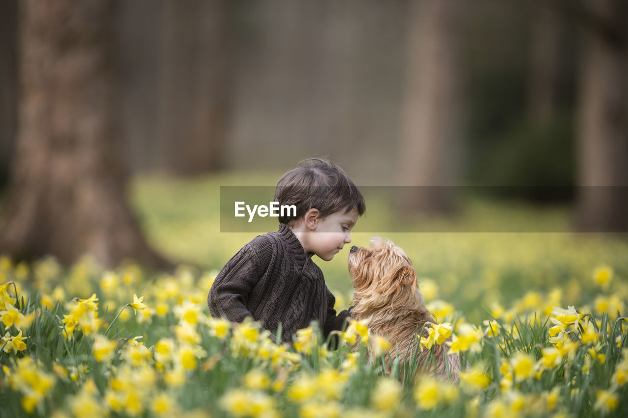 Boy is sitting on the ground on a daffodil field with his dog a yorkshire terrier - his best friend