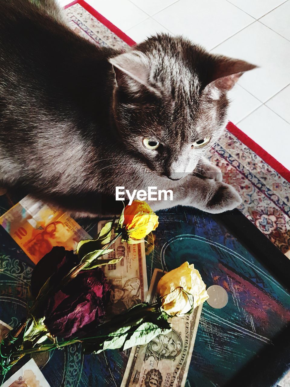 High angle view of cat relaxing on tiled floor