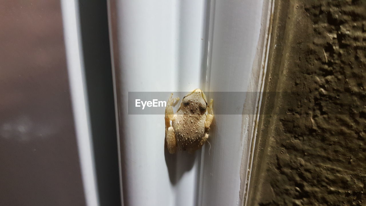 HIGH ANGLE VIEW OF SNAKE ON WINDOW