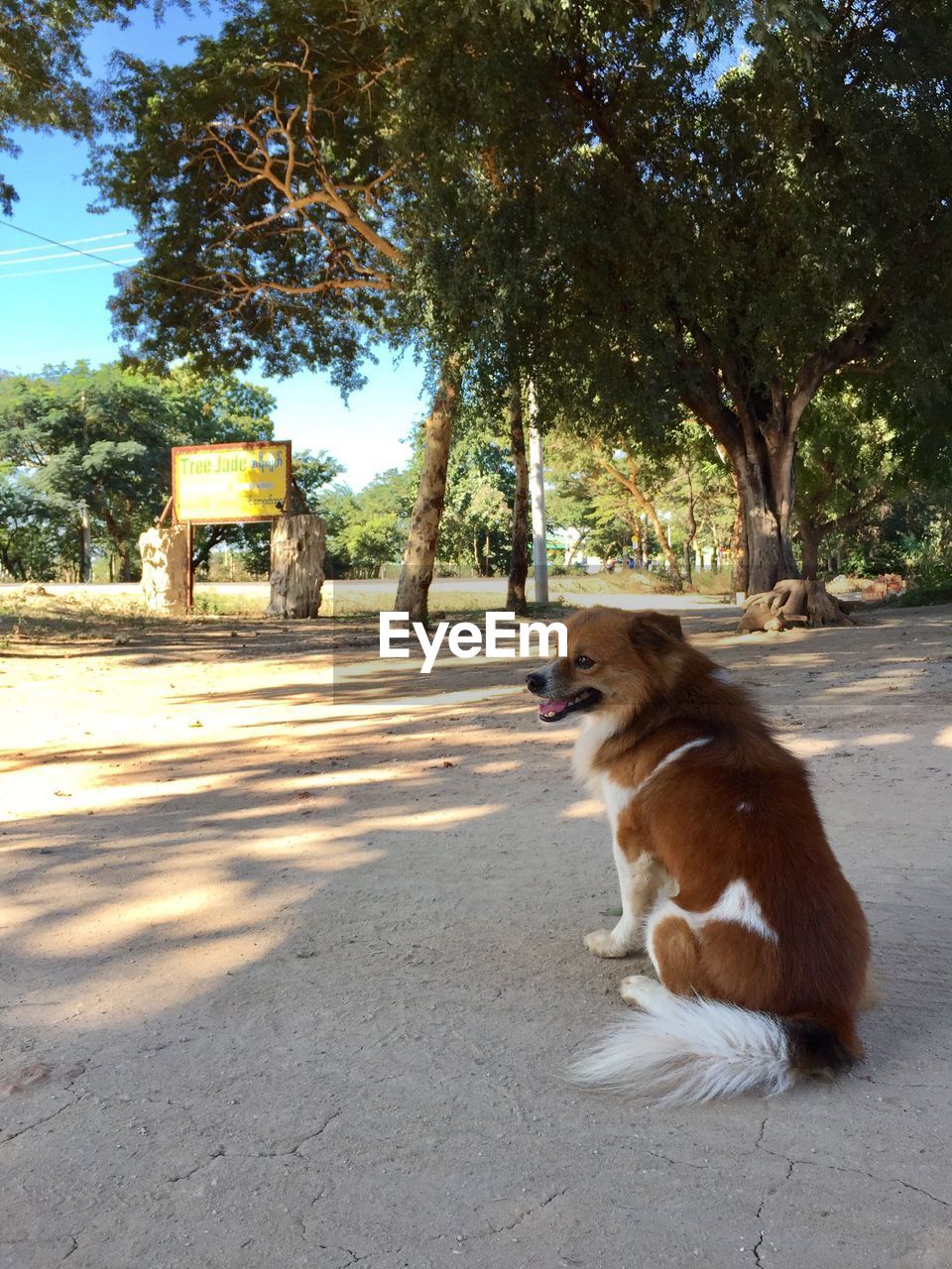 DOG SITTING ON TREE