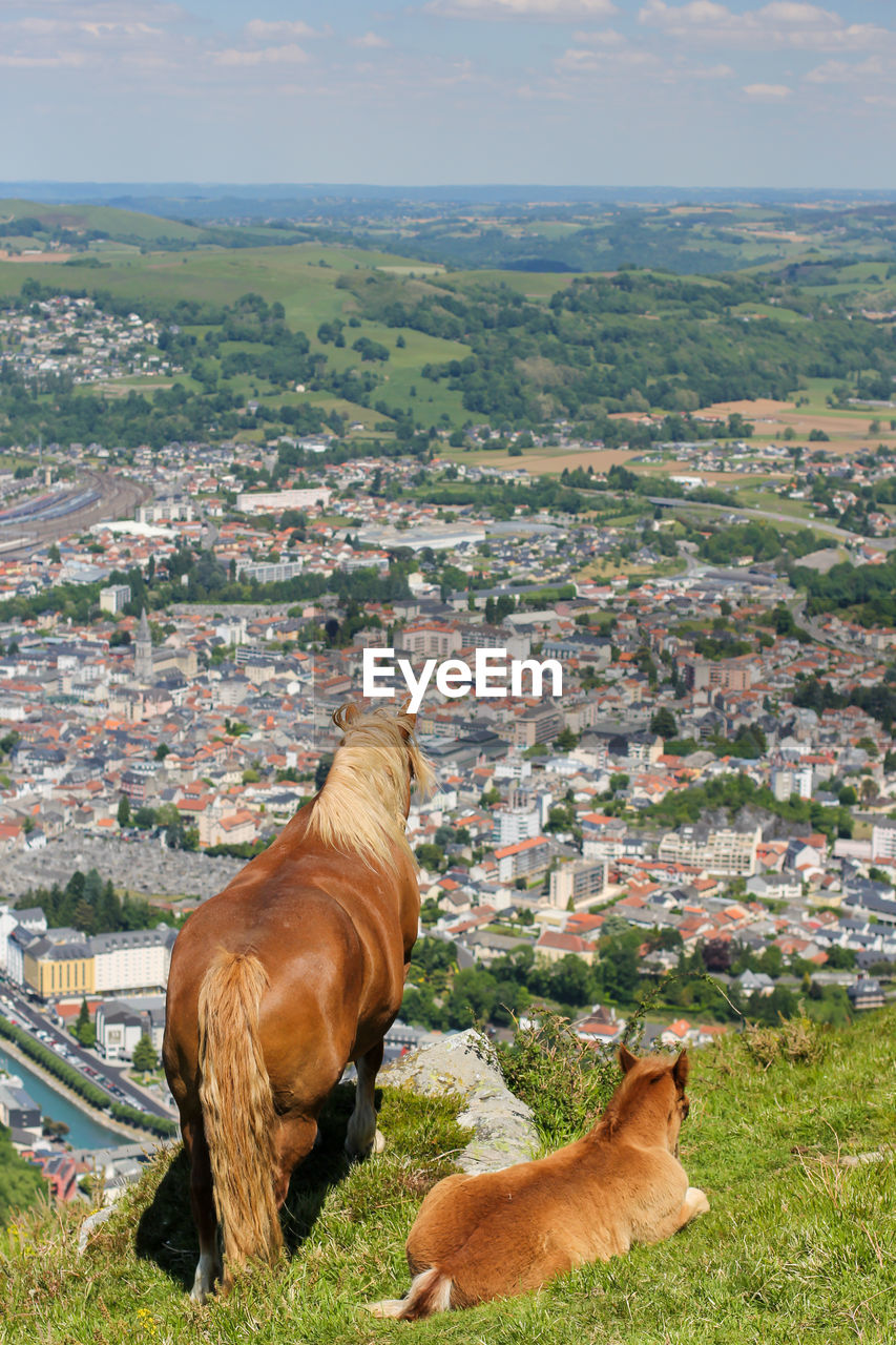 Large and powerful horses on the hill above the city of lourdes. photographed in early spring.