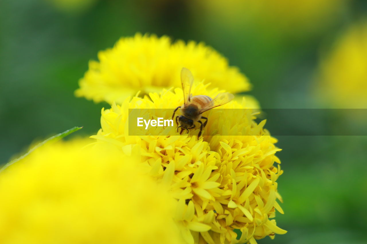 CLOSE-UP OF BEE POLLINATING ON FLOWER